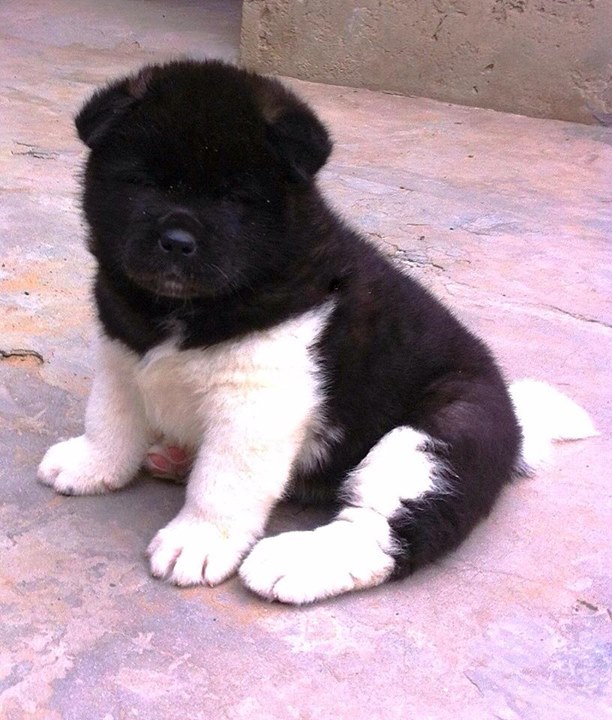 Image of Akita posted on 2022-08-22 04:07:05 from Mumbai